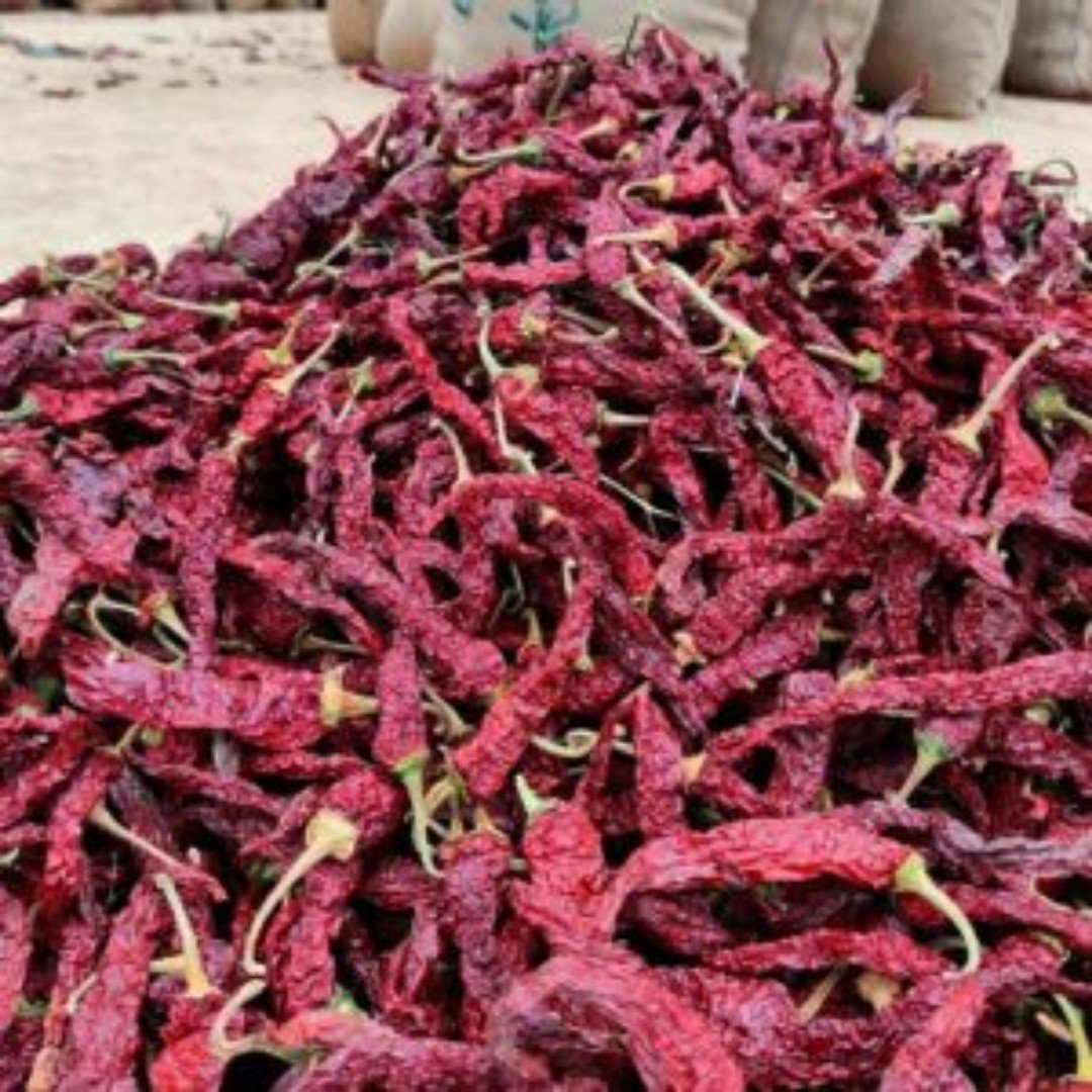 Sun Dried Red Chillies
